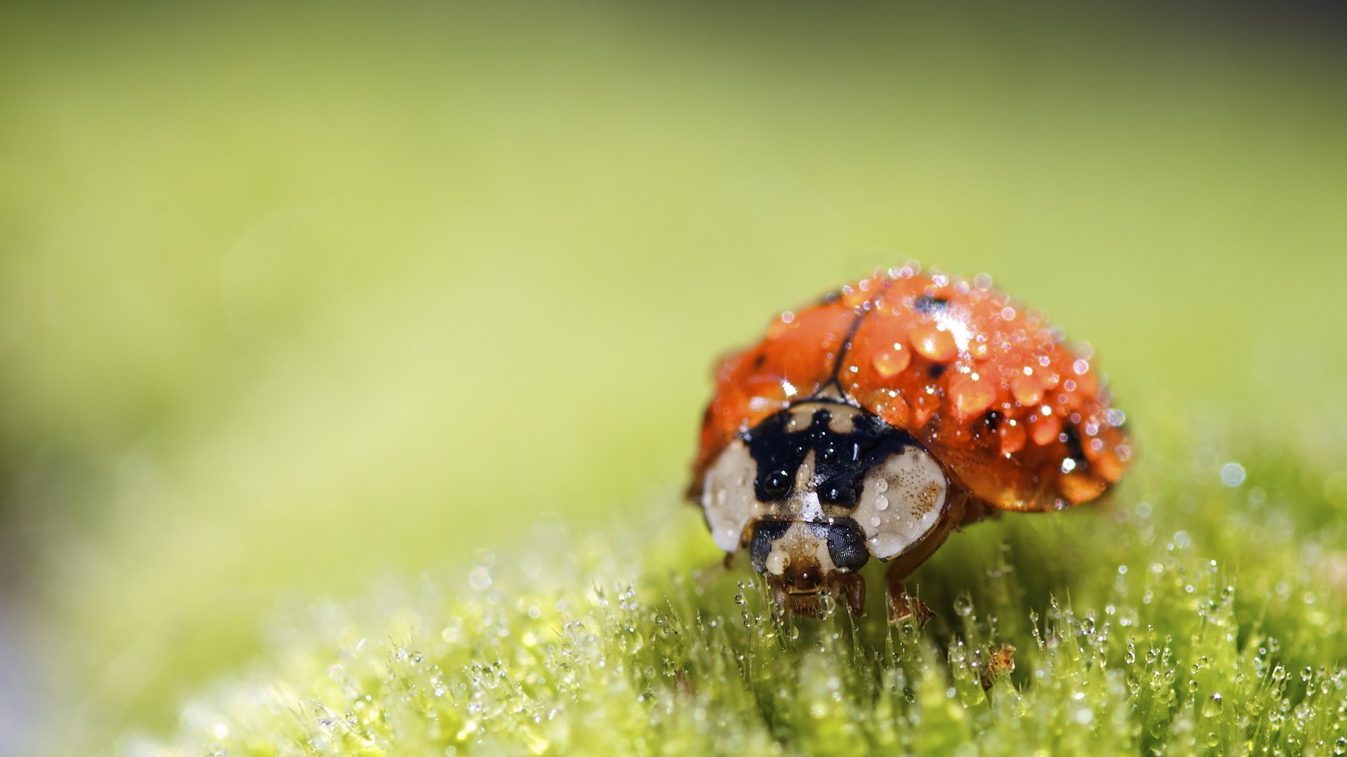 1920 x 1080 HD Wallpapers 2142